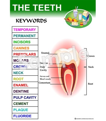 Teeth Poster
