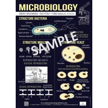 Microbiology Poster