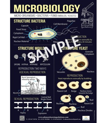 Microbiology Poster