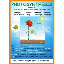 Photosynthesis Poster