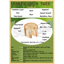 Parts of a Tree Poster