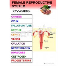 Female Reproductive System Poster