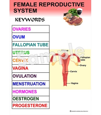 Female Reproductive System Poster