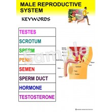 Male Reproductive System Poster