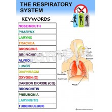 Respiratory System Poster